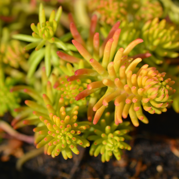 Sedum Angelina