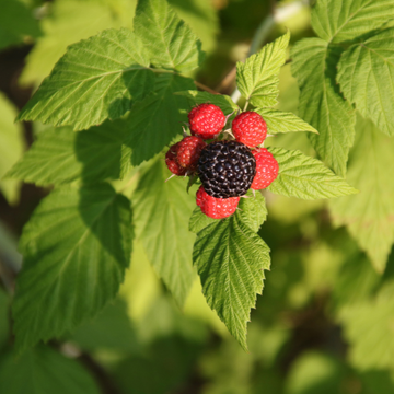 Rubus occidentalis Black Jewel