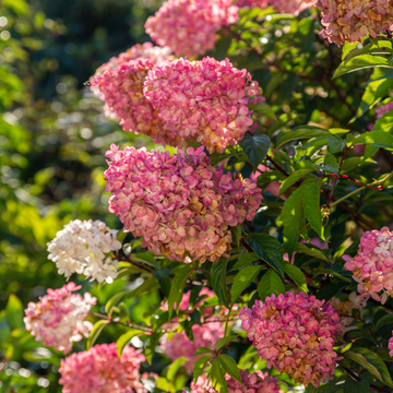 Hortensia paniculé 'Sundae Fraise'® - Hydrangea paniculata 'Sundae Fraise®'