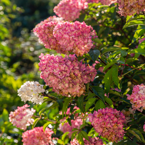 Hortensia paniculé 'Sundae Fraise'® - Hydrangea paniculata 'Sundae Fraise®'