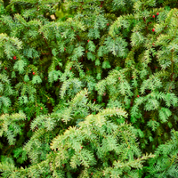 If commun - Taxus baccata