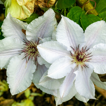 Clematis Snow Queen