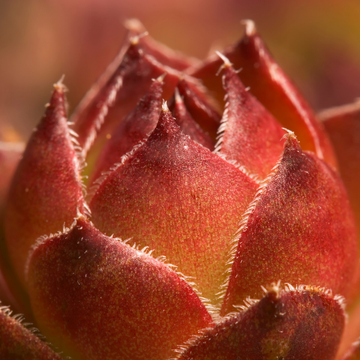 Sempervivum Chick Charms Chocolate Kiss
