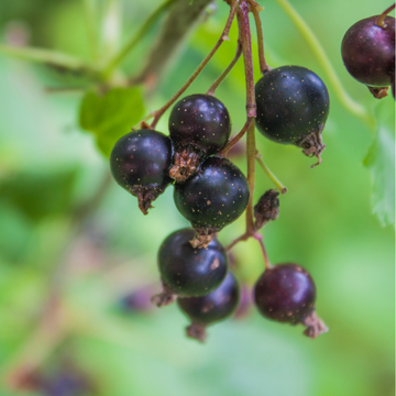 Cassissier 'Titania' - Ribes nigrum 'Titania'