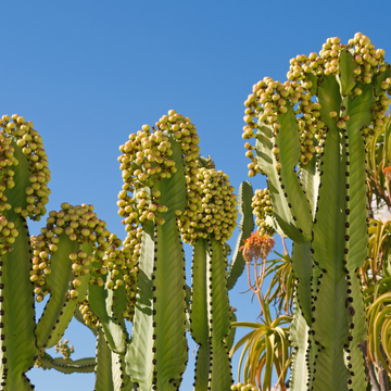 Euphorbia Erythreae
