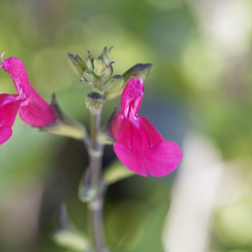 Sauge Microphylla Rose Foncé