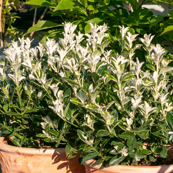 Fusain du Japon 'Paloma Blanca' - Euonymus japonicus 'Paloma Blanca'