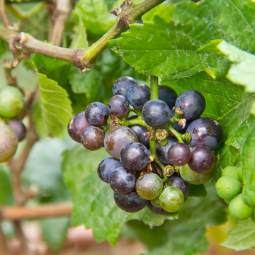 Vigne 'Muscat de Hambourg' - Vitis vinifera 'Muscat de Hambourg'