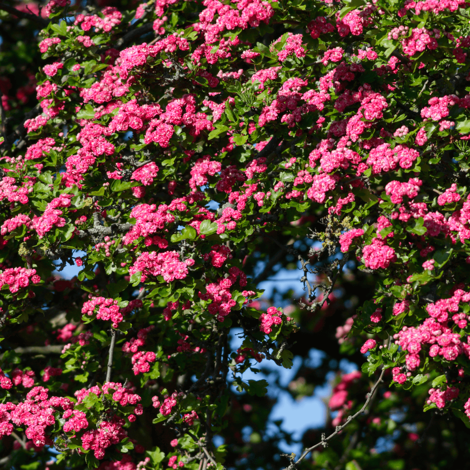 Aubépine, épine à fleurs - Crataegus laevigata - FLEURANDIE