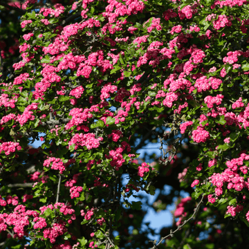 Aubépine, épine à fleurs - Crataegus laevigata