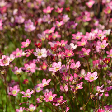 Saxifrage rose foncé -  arendsii ‘Lofty Dark Rose Shades'