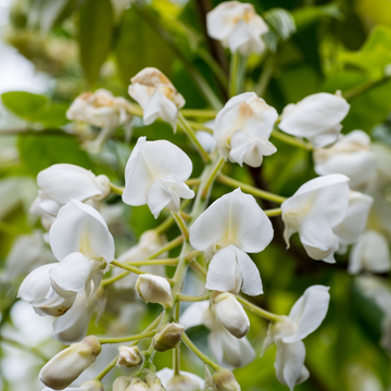 Glycine japonaise 'Alba' - Wisteria floribunda 'Alba'