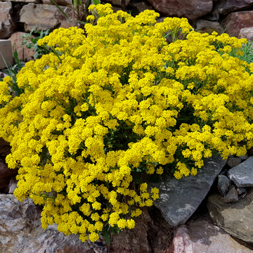 Corbeille d'or - Alyssum saxatile