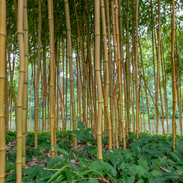 Bambou Géant - Bambusa Phyllostachys Vivax aureocalis