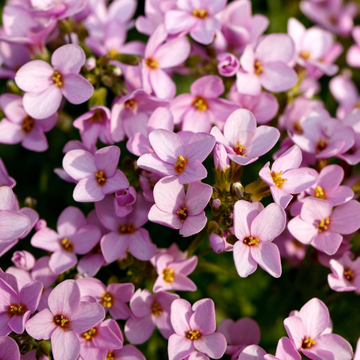 Aubriete rose - Aubrieta pink