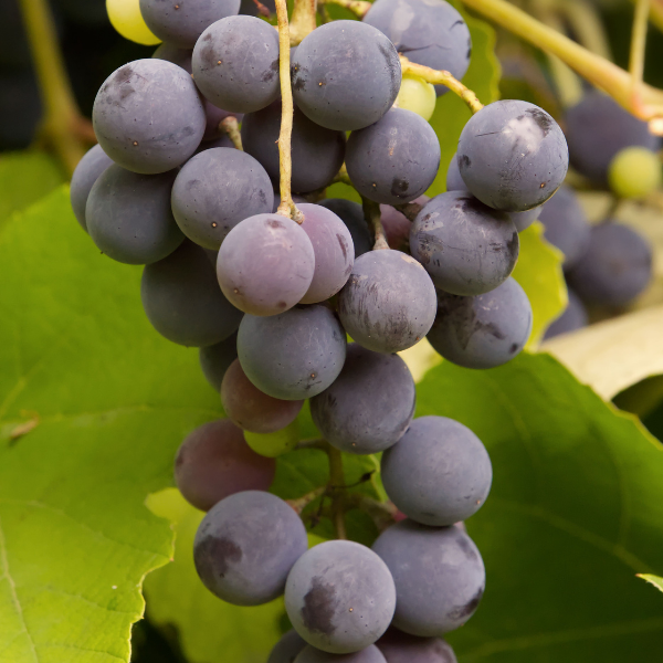 Vigne Argentina -  Vitis Vinifera Argentina