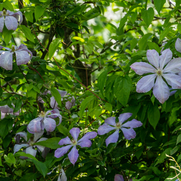 Clématite 'Mrs Cholmondeley' - Clematis 'Mrs Cholmondeley'