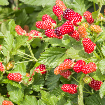 Rubus 'Loganberry'