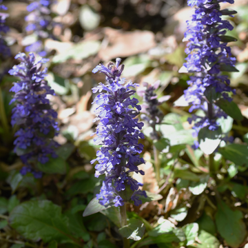 Bugle Rampante Bleue Feuillage Panache - Ajuga Reptans Burgundy Glow