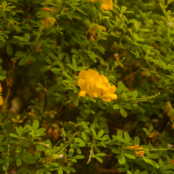 Genet Racemosus - Genista Racemosus