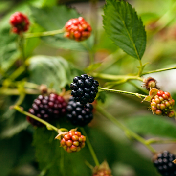 Ronce 'Thornless Evergreen' - Rubus 'Thornless Evergreen'