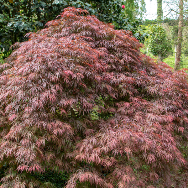 Erable Du Japon Dissectum