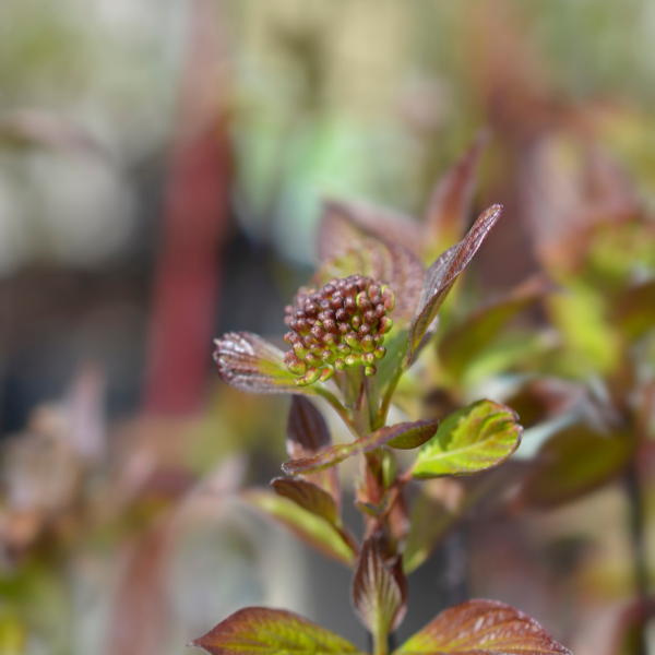 Cornouiller blanc 'Kesselringii' - Cornus alba 'Kesselringii'