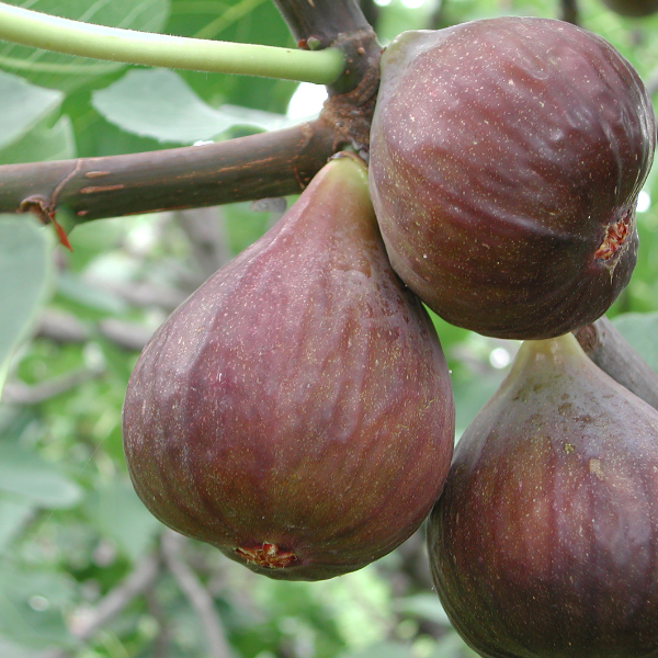 Figuier 'Noir de Caromb' - Ficus carica 'Noir de Caromb'