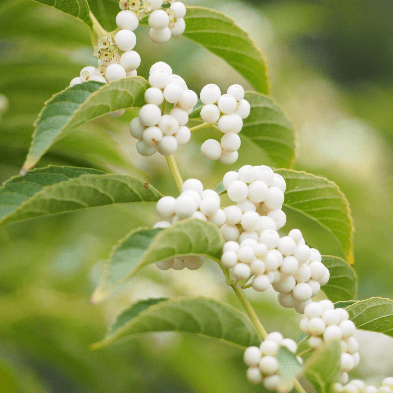 Arbuste aux bonbons 'Magical snowstar' - Callicarpa bodinieri 'Magical snowstar' - FLEURANDIE