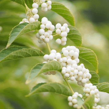 Arbuste aux bonbons 'Magical snowstar' - Callicarpa bodinieri 'Magical snowstar'