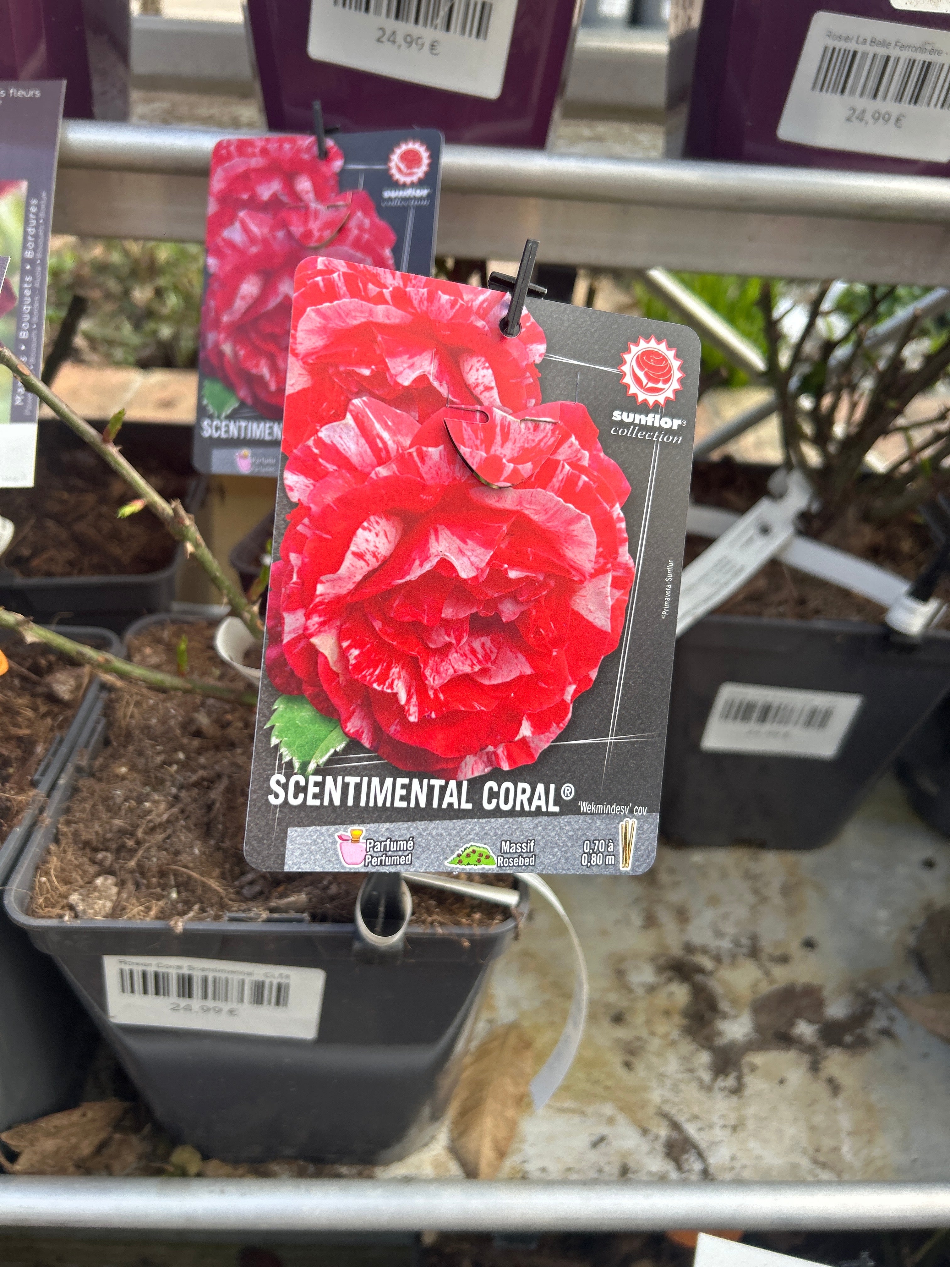 Rosier Coral Scentimental
