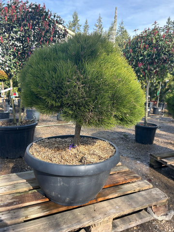 Pin noir d'Autriche 'Marie Brégéon' - Pinus nigra 'Marie Brégéon'