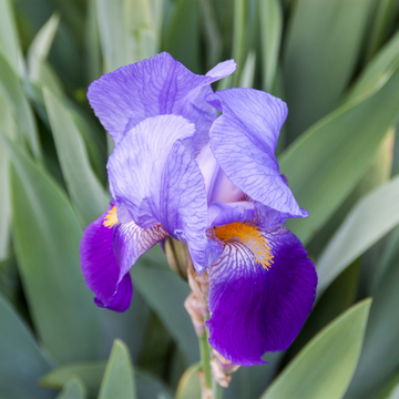 Iris des jardins 'Night edition' - Iris germanica 'Night edition'