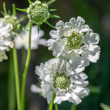 Scabieuse du Caucase 'Alba' - Scabiosa caucasica 'Alba'