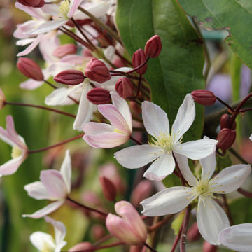 Clématite d'Armand 'Hundersonii Rubra' - Clematis Armandii 'Hundersonii Rubra'