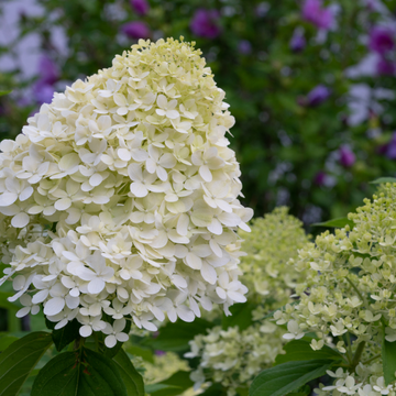 Hortensia Paniculé Magical® Kilimanjaro - Hortensia Paniculata Magical® Kilimanjaro