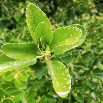 Fusain du Japon 'Microphyllus' - Euonymus Japonicus 'Microphyllus'