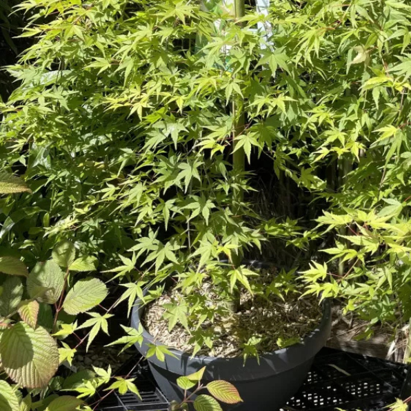 Erable du Japon 'Ryusen' - Acer palmatum 'Ryusen'