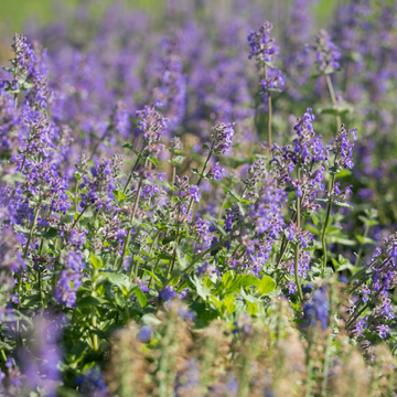 Chataire Nervurée 'Neptune'- Nepeta nervosa 'Neptune'