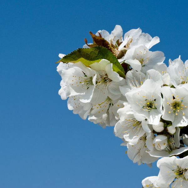 Cerisier à grappes 'Umineko' - Prunus 'Umineko'