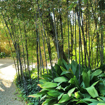Bambusa Phyllostachys Nigra