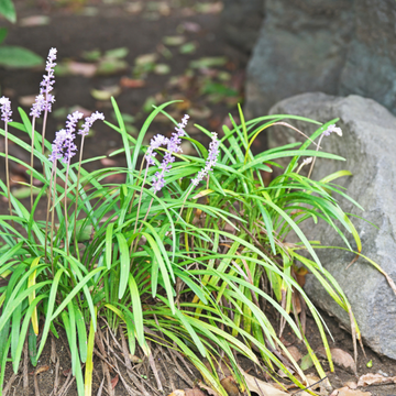 Liriope spicata - Liriope spicata
