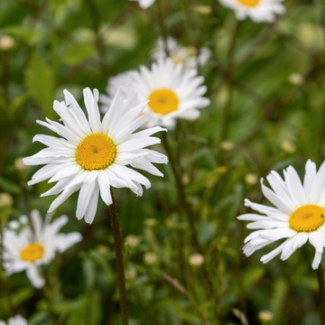 Leucanthemum Maximum