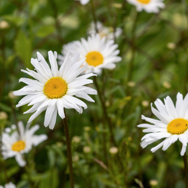 Leucanthemum Maximum
