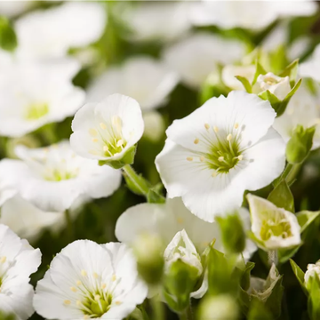 Sagine Blanche - Montana 'Blizzard'