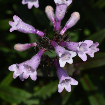 Galane 'Dark Towers' - Penstemon 'Dark Towers'