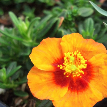 Heliantheme jaune coeur orange -Helianthemum  'Ben Nevis'