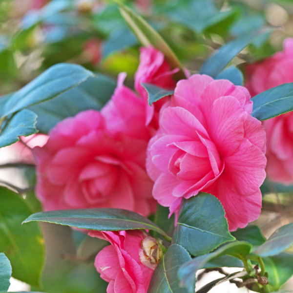 Camélia du Japon 'Triumphans' - Camellia japonica 'Triumphans'