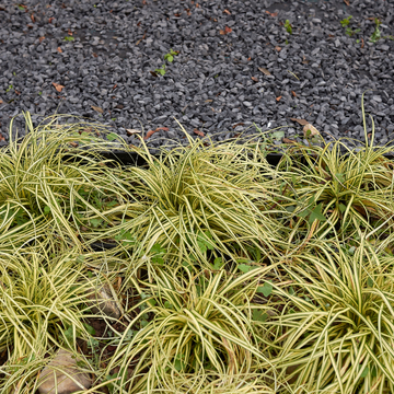 Laîche d'Oshima 'Evercream' - Carex oshimensis 'Evercream'