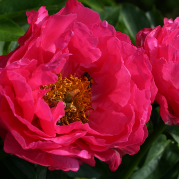 Pivoine De Chine Paula Fay - Paeonia Lactiflora Paula Fay